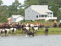 Chincoteague Pony Swim July 2007 068